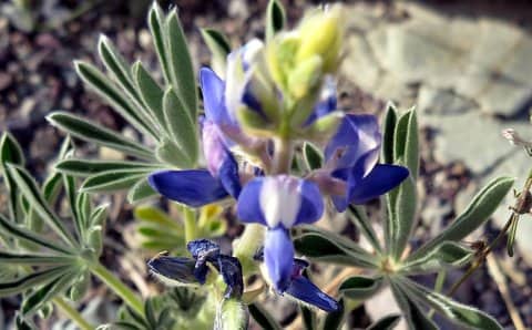 Imagen de Lupinus angustifolius L. subsp. reticulatus (Desv.) Arcangeli ?