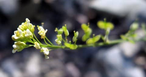 Imagen de Biscutella baetica Boiss. & Reut. in Boiss. (didyma)