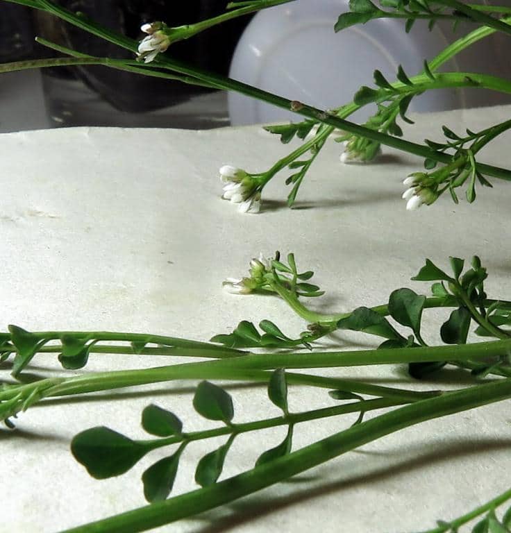 Imagen de Cardamine hirsuta L.