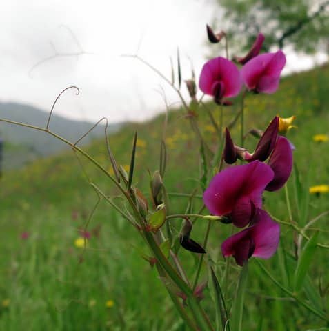 Imagen de Lathyrus clymenum L.