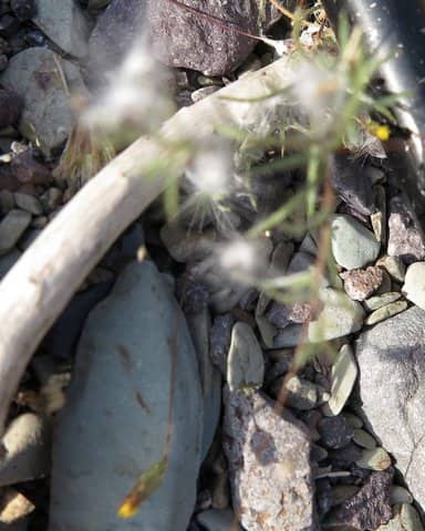 Imagen de Leysera leyseroides (Desf.) Maire