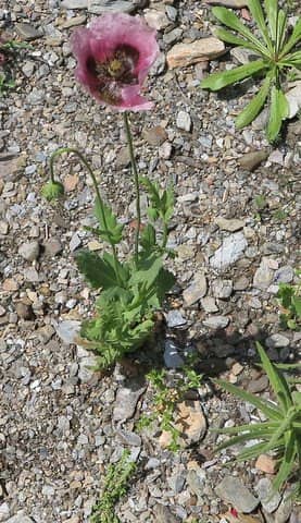 Imagen de Papaver somniferum subsp. setigerum (DC.) Arcang.