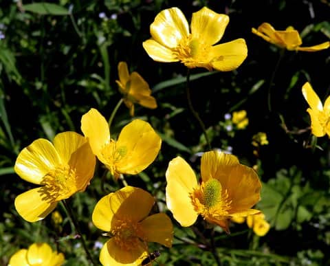 Imagen de Ranunculus spicatus Desf subsp blepharicarpos (Boiss.) Grau