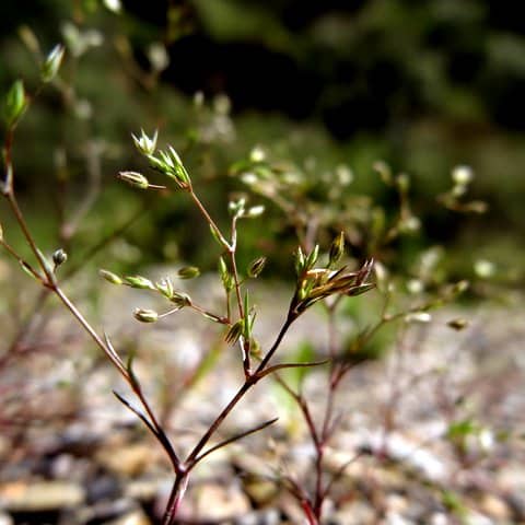 Imagen de Arenaria serpyllifolia ?