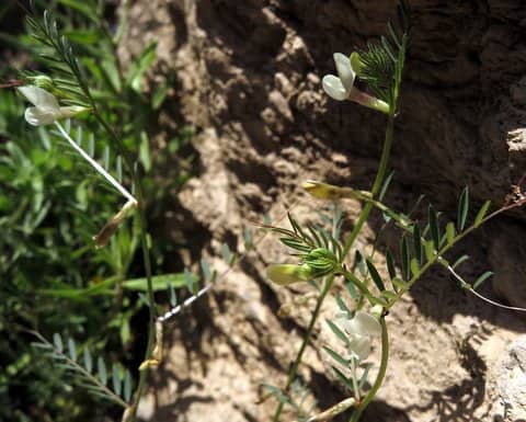 Imagen de Vicia lutea L.