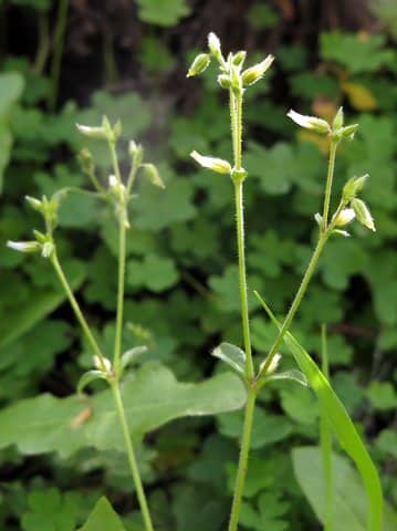 Imagen de Cerastium glomeratum Thuill.