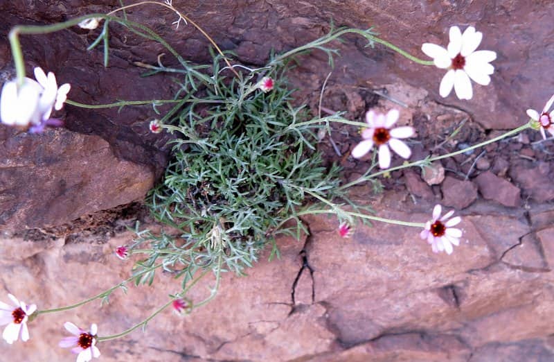 Imagen de Rhodanthemum briquetii grex