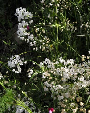 Imagen de Allium neapolitanum Cyr.
