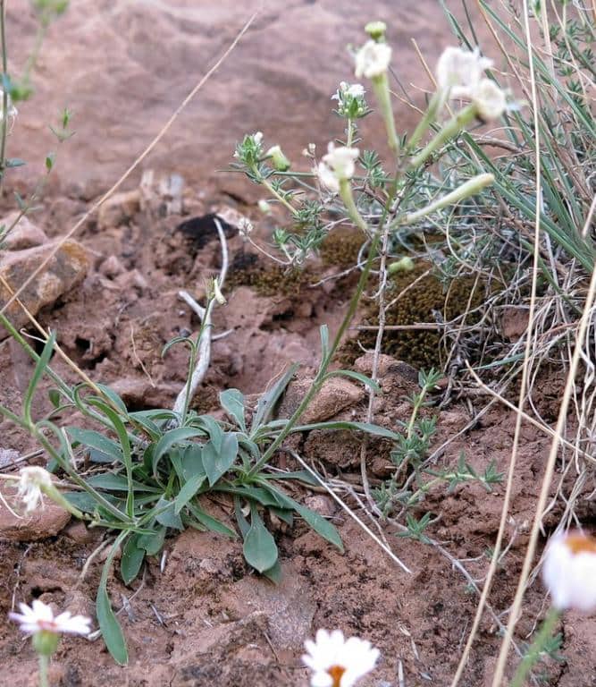 Imagen de Silene ciliata grex