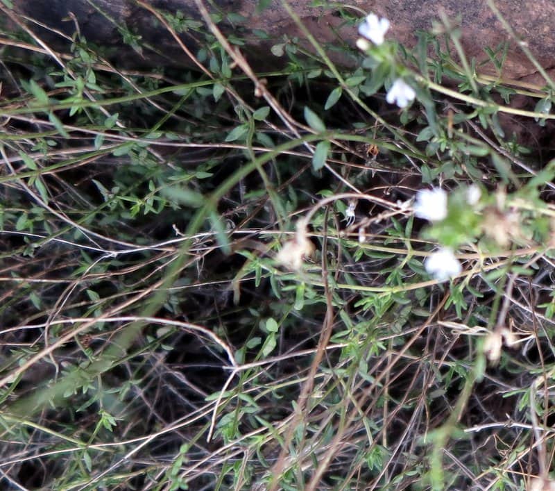 Imagen de Thymus hoja plana