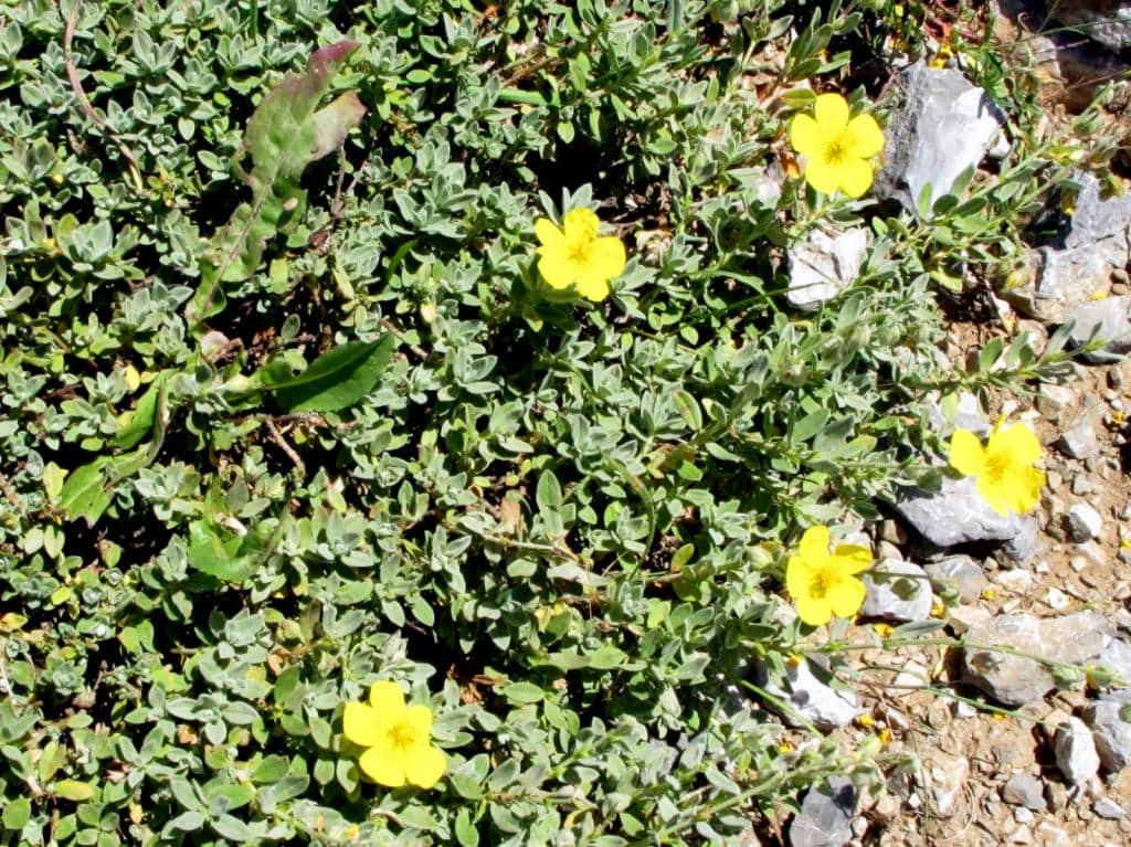 Imagen de Helianthemum nummularium (L.) Mill. ?