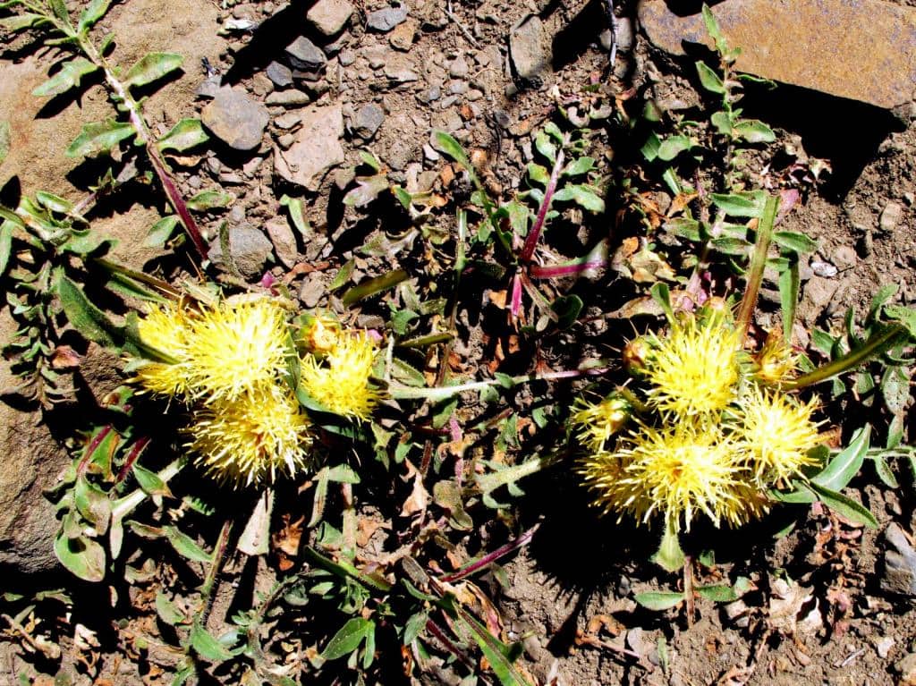 Imagen de Centaurea lagascana Graells