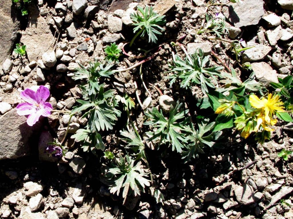 Imagen de Geranium subargenteum Lange