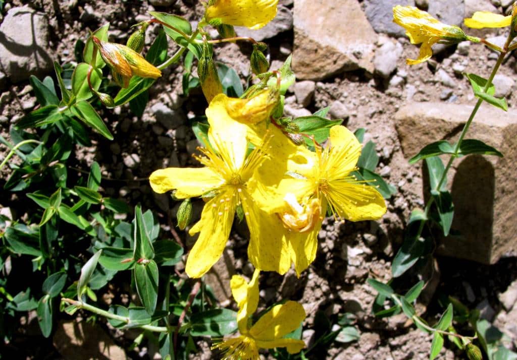 Imagen de Hypericum richeri Vill. ?