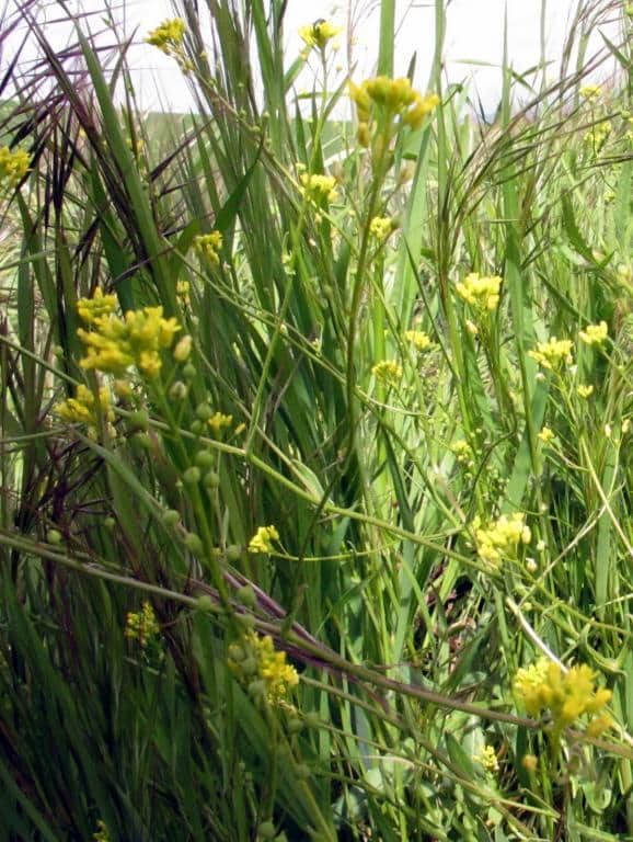 Imagen de Camelina microcarpa Andrz. ex DC