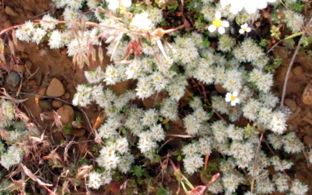 Imagen de Paronychia kapela (Jack.) A. Kern