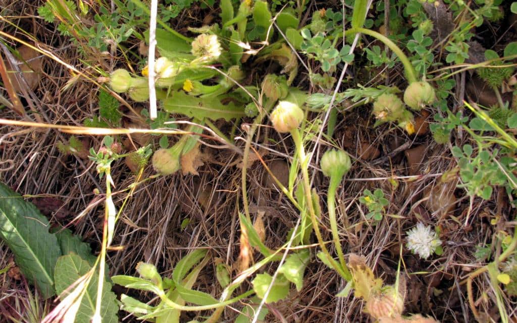 Imagen de Hedypnois rhagadioloides (L.) F.W. Schmidt