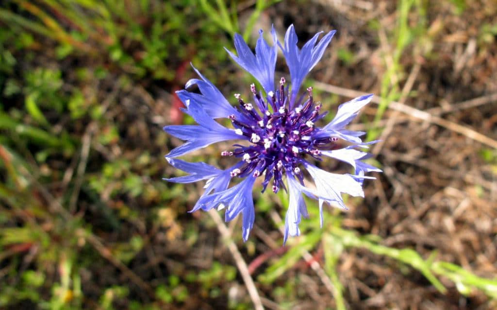 Imagen de Cyanus segetum Hill