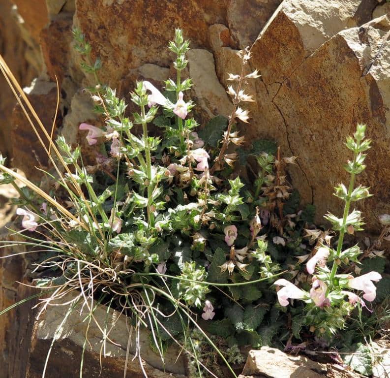 Imagen de Salvia taraxacifolia Hoocker fil