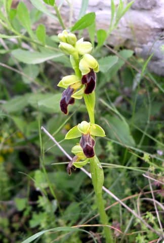 Imagen de Ophrys fusca Link