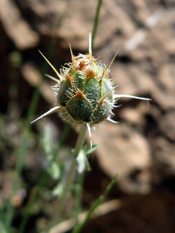 Imagen de Centaurea pubescens grex