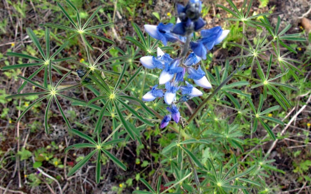 Imagen de Lupinus angustifolium L.