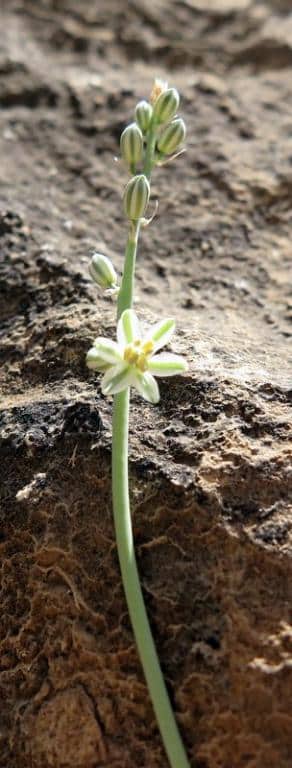 Imagen de Asphodelus