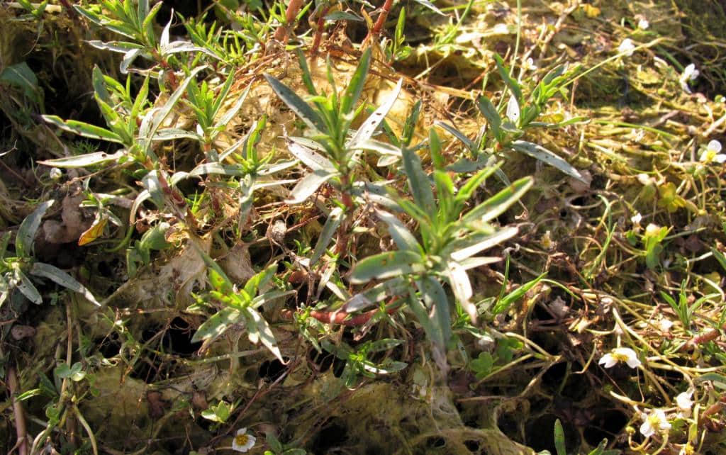 Imagen de Mentha cervina L.