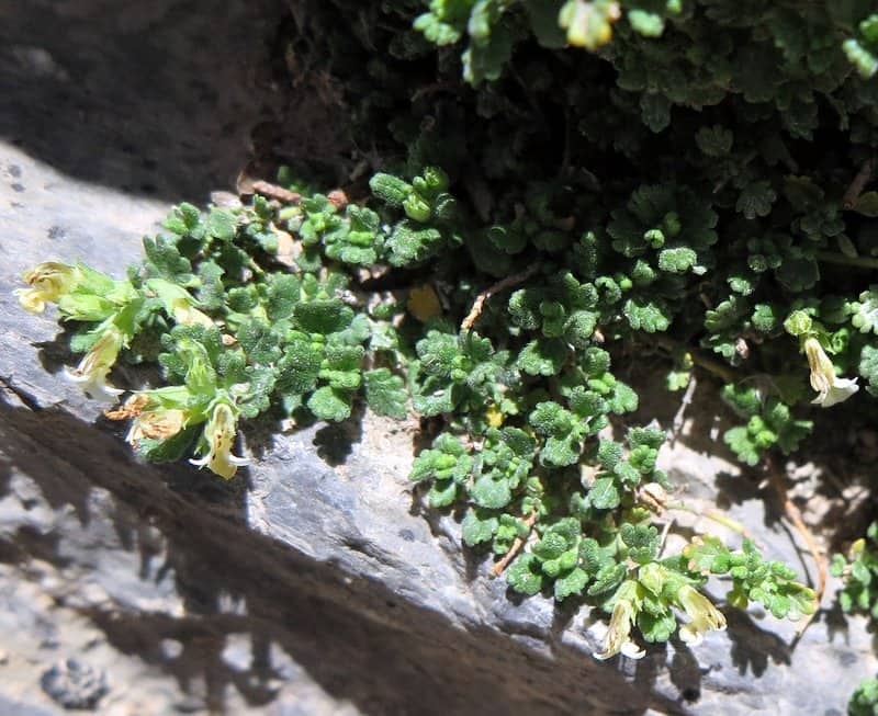 Imagen de Teucrium rotundifolium grex -