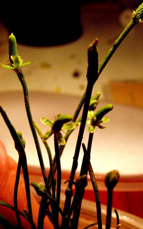 Imagen de Myosurus minimus L.