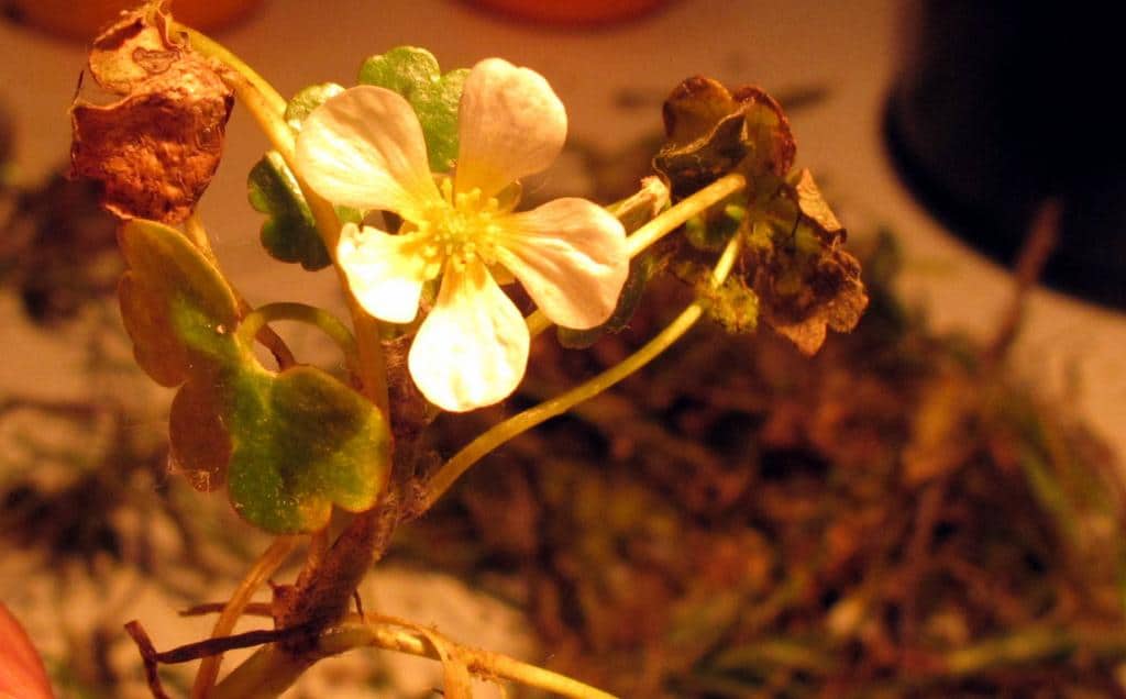 Imagen de Ranunculus (peltatus)