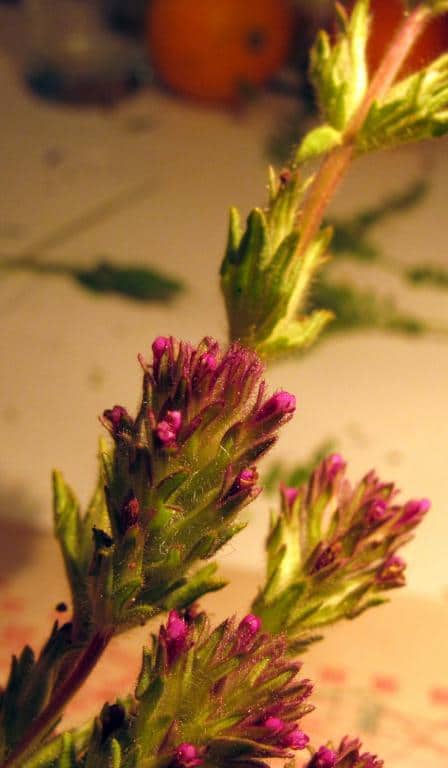 Imagen de Parentucellia latifolia (L.) Caruel in Parl.