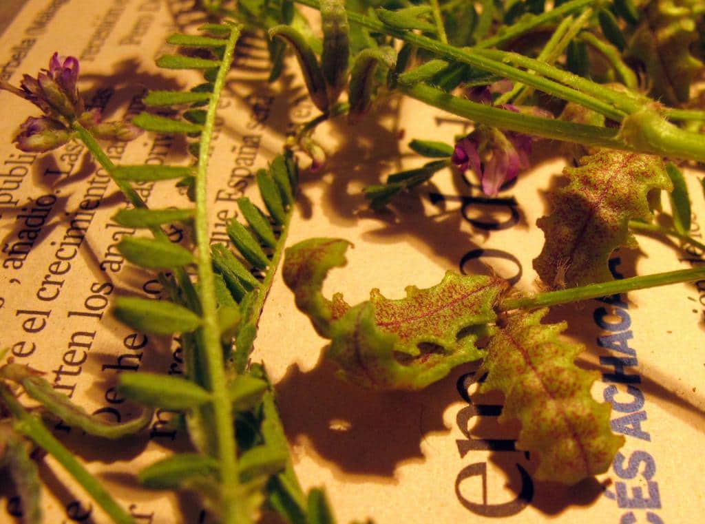 Imagen de Astragalus pelecinus (L.) Barneby