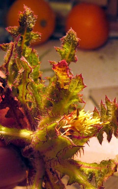 Imagen de Centaurea benedicta (L.) L.