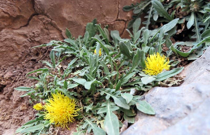 Imagen de Centaurea atlantis Maire & Weiller