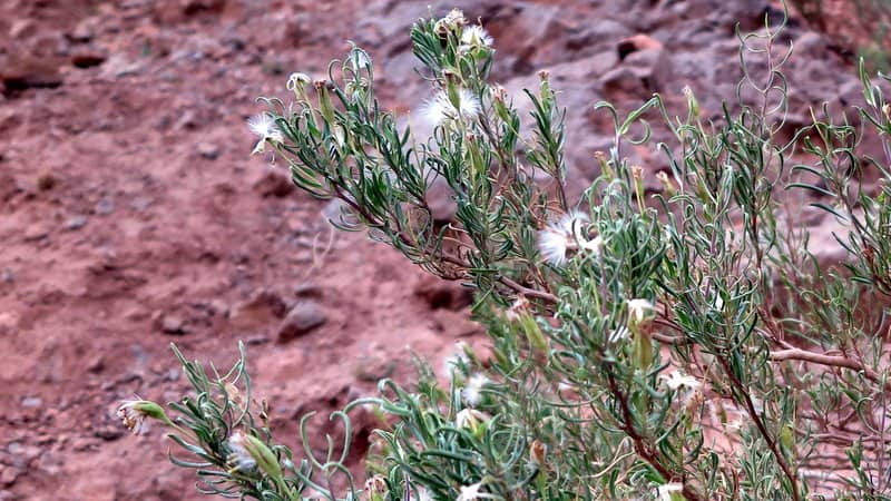 Imagen de Hertia maroccana (Batt.) Maire