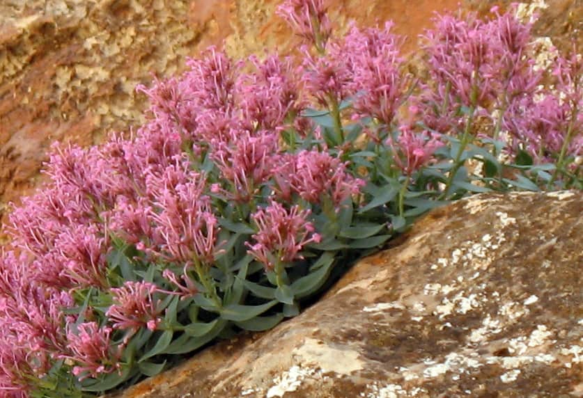 Imagen de Centranthus nevadensisBoiss.