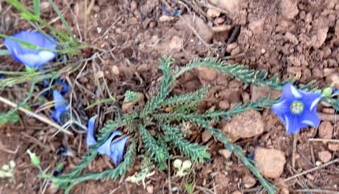 Imagen de Linum narbonense -auetriacum