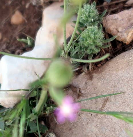 Imagen de Silene conica grex