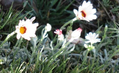 Imagen de Rhodanthemum briquetti (Maire) Wilcos & al grex