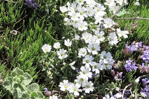 Imagen de Cerastium grex tomentosum