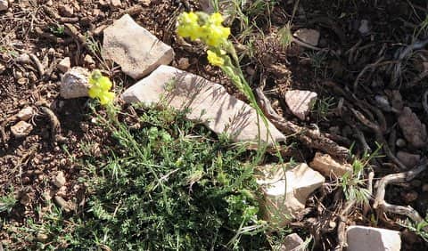 Imagen de Linaria spartea grex