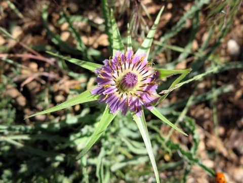 Imagen de Tragopogon porrifolius L. ?