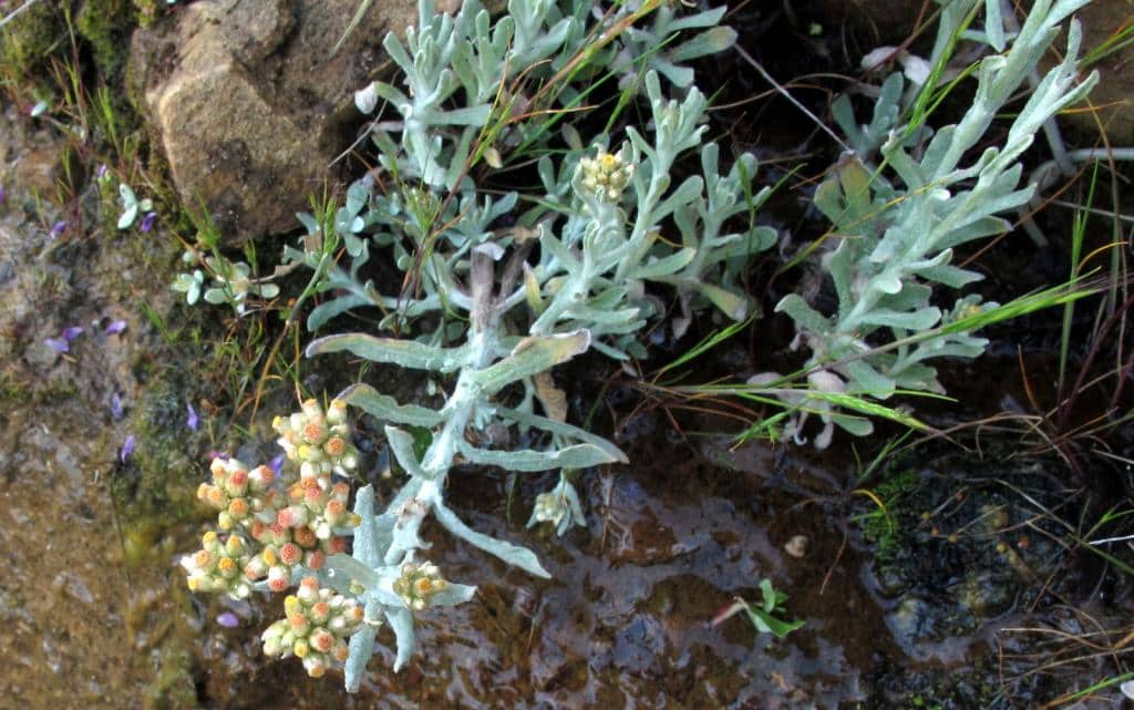 Imagen de Laphangium luteoalbum (L.) Tzvev