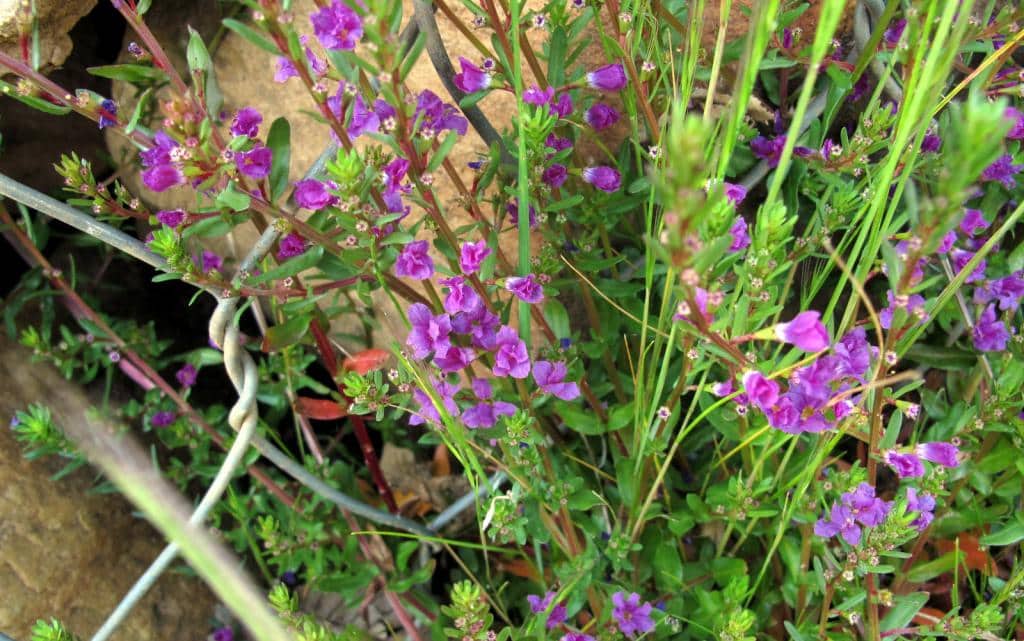 Imagen de Lythrum hyssopifolia L.