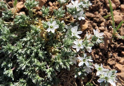Imagen de Arenaria aggregata subsp mauritanica ?