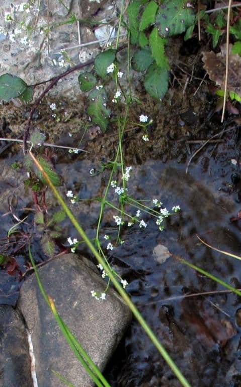 Imagen de Galium linoro