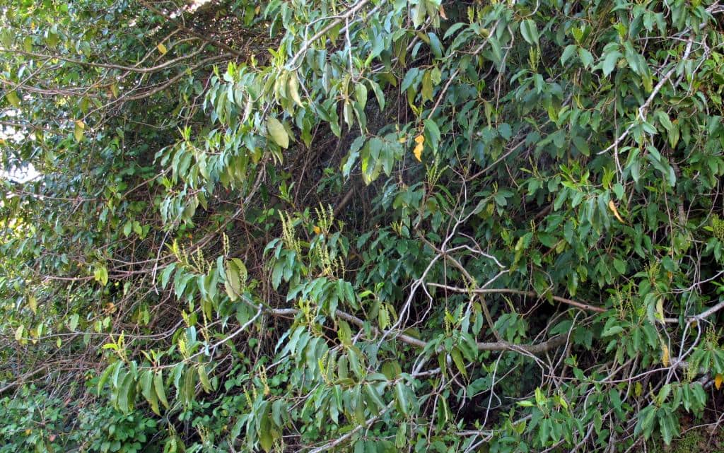 Imagen de Prunus lusitanica L.