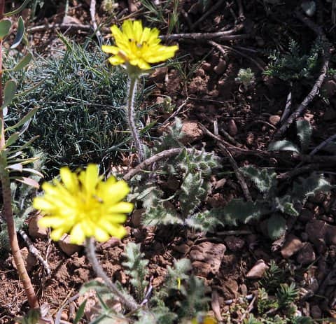 Imagen de Reichardia tingitana ?