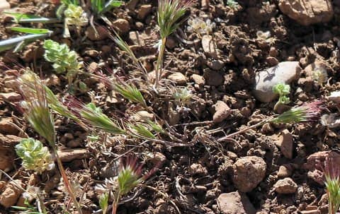 Imagen de Alyssum serpyllifolium Desf. ?